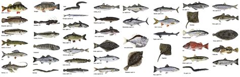 Fisk arter